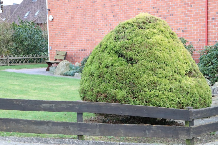 Bush & Shrub Removal