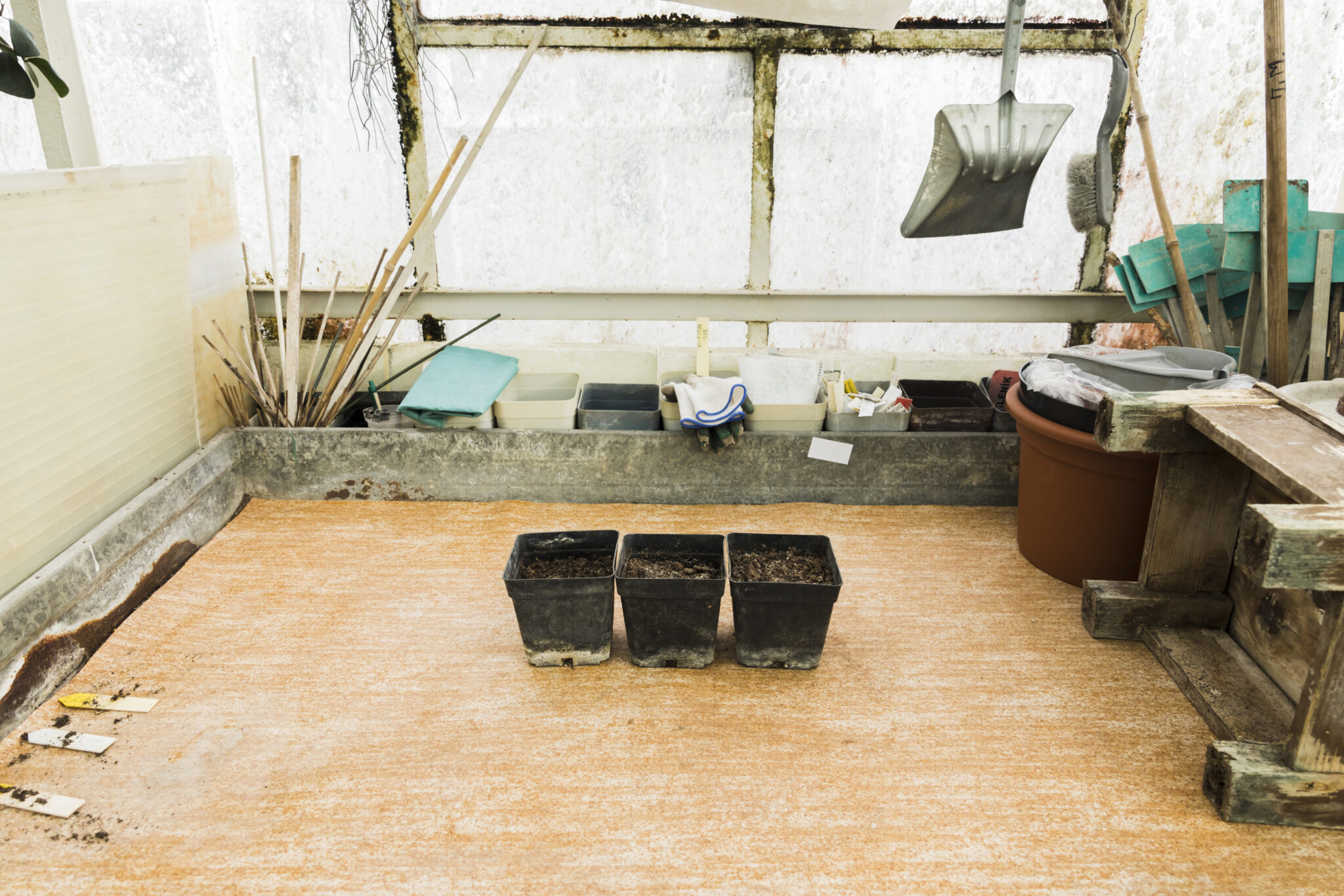 Indoor greenhouse or shed with three small black plant pots lined up on a wooden floor. A concrete ledge in the back holds white containers, a blue cloth, and a white cloth with blue gloves. Above the ledge, a window with frosted or dirty panes lets in light.